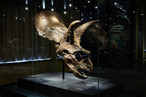 Triceratops Amalie zieht ins Berliner Naturkundemuseum Museum für