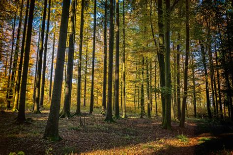 Image Libre Paysage Aube Arbre Bois Feuilles Nature For T