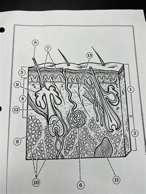 Skin Anatomy Diagram Quizlet