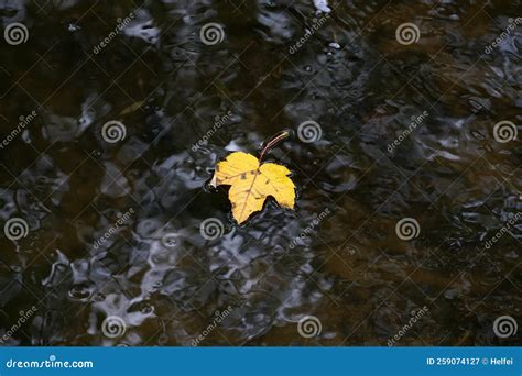 Leaves of deciduous trees stock image. Image of deciduous - 259074127