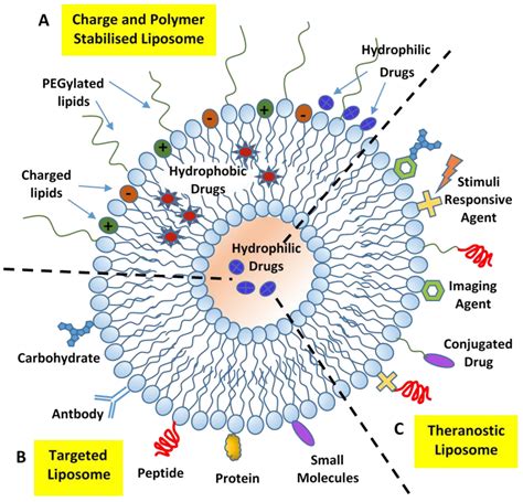 Nanomaterials Free Full Text Soft Interaction In Liposome