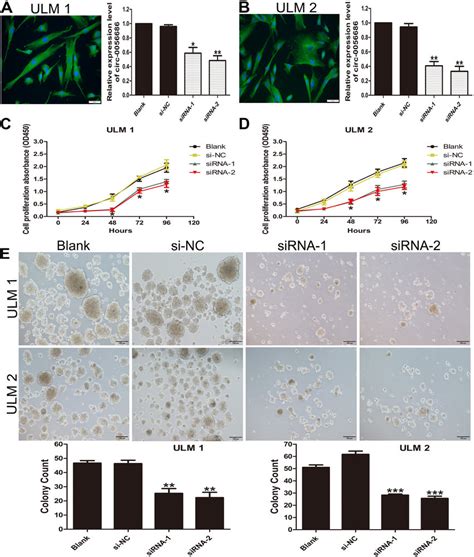 Inhibition Of Hsa Circ Expression Influenced The Proliferation