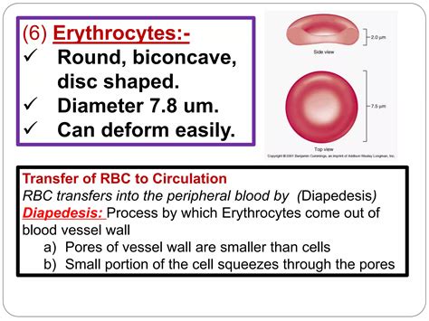 Red Blood Cells Production Erythropoiesis Ppt