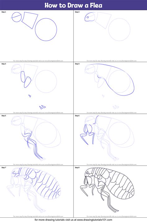 How To Draw A Flea Printable Step By Step Drawing Sheet