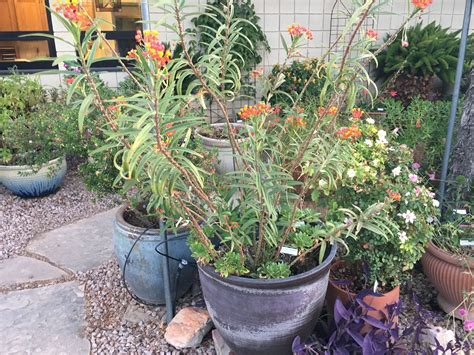 Bloodleaf Milkweed In Container Pix Taken At Master Gardeners Sale In