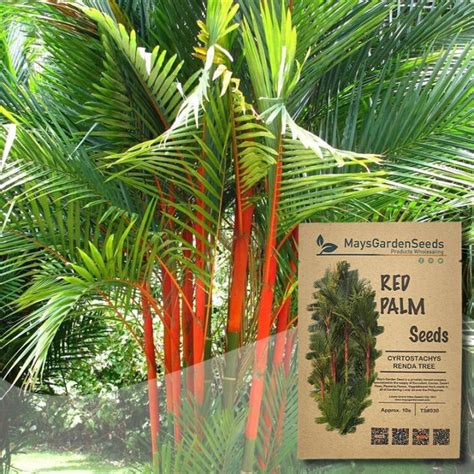 Red Palm Seeds, Cyrtostachys Renda Seeds, Tree Seeds#030 | Lazada PH