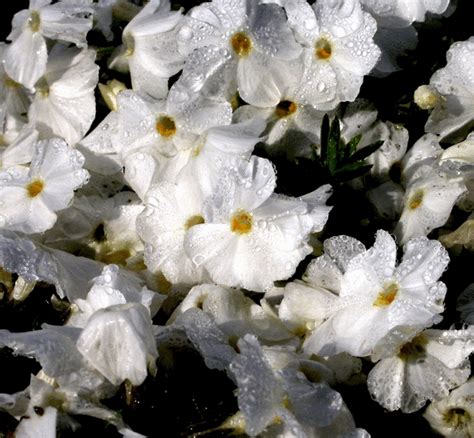 Phlox Douglasii White Admiral Vaste Planten De Swaef Bv