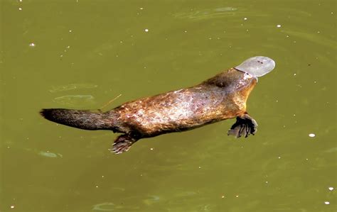 Platypus Eggs Habitat Venom And Facts Britannica