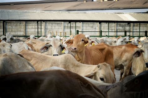 Kementan Penambahan Sapi Indukan Impor Percepat Populasi ANTARA News