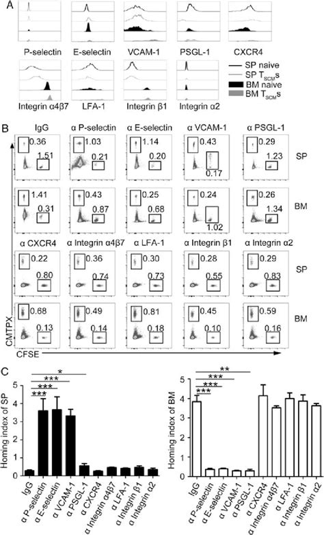 Adhesion Molecules For T Scm S Homing To The Bm A Expression Levels