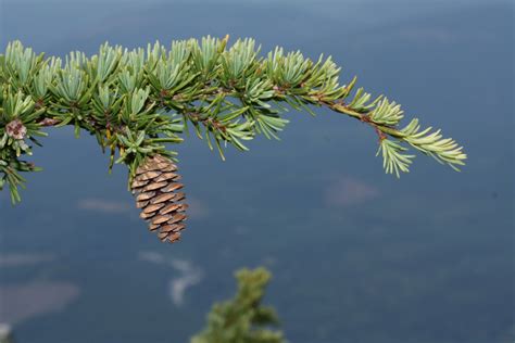 Tsuga mertensiana – These Are the Plants I Know