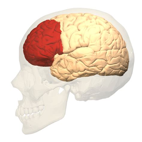 The Prefrontal Cortex One Of The Most Interesting Parts Of The Brain