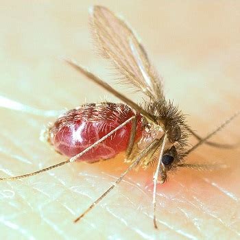 Fiebre de Oroya definición síntomas y tratamiento Estudyando