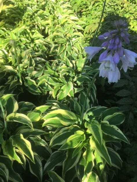 Hosta Wide Brim Plantain Lily Wide Brim New York Plants Hq