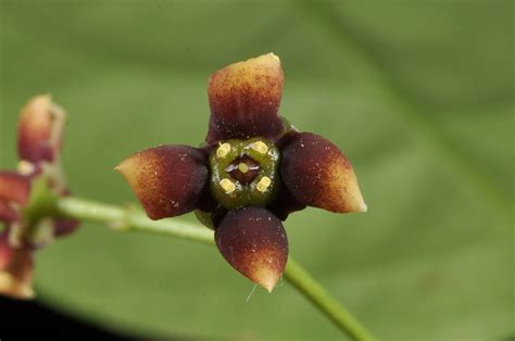 Glyptopetalum Marivelense Celastraceae Image At Phytoimages