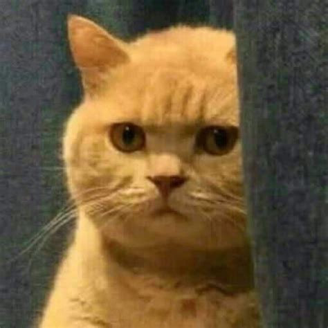That Jealous Kitty Blank Template Imgflip