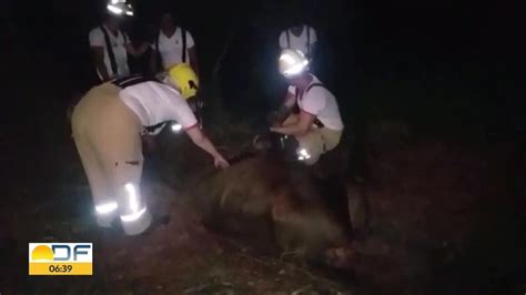 Vaca Resgatada Depois De Cair Em Fossa Bom Dia Df G