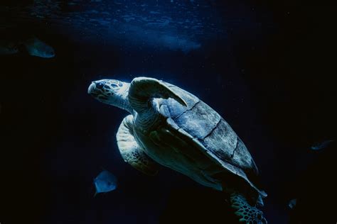 Turtle Sea Turtle Turtle Swimming And Sea Life K Hd Wallpaper