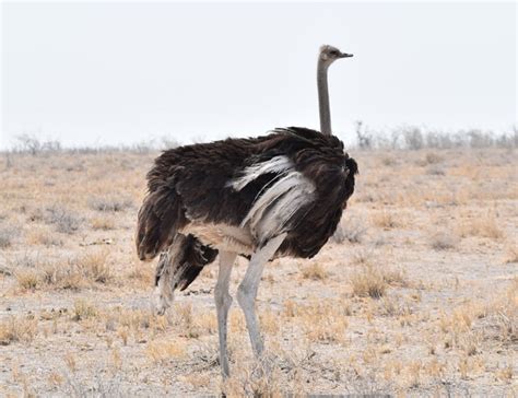 16 Incredible Ostrich Facts About The Worlds Largest Birds