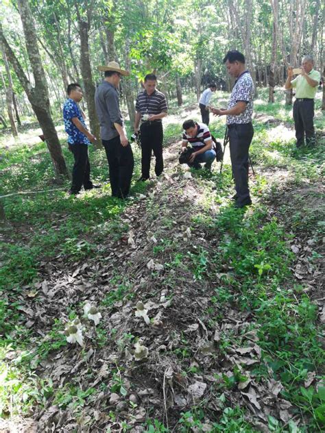 环境与植物保护研究所 工作动态 我所专家助力琼中橡胶林下循环农业产业发展