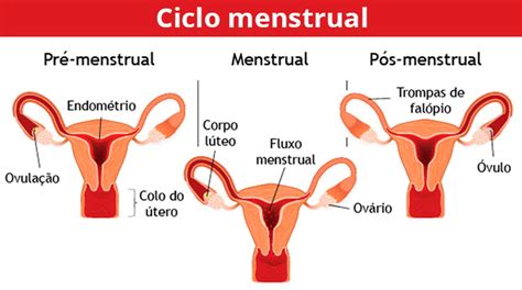 Ciclo Menstrual