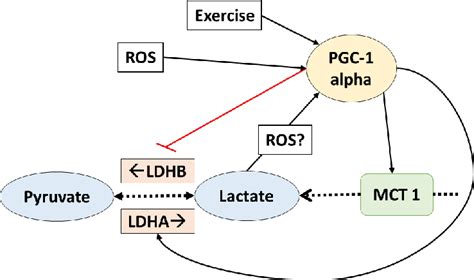 Pdf Lactate As A Signaling Molecule That Regulates Exercise Induced