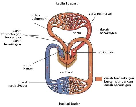 Docx Pembentukan Bendalir Tisu Dan Bendalir Limfa Dokumen Tips