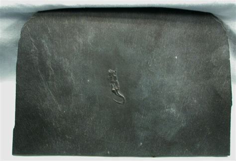 Rhenocystis Carpoid Fossil