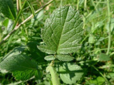 Wild Radish | Cornell Weed Identification