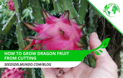 How To Grow Dragon Fruit From Cutting Seeds Del Mundo