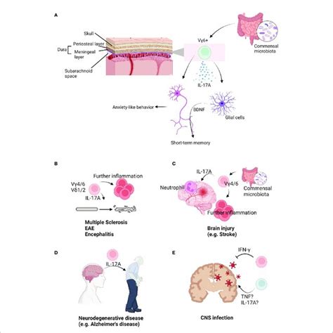 The Role Of Gd T Cells In Brain Immunology A Upon Brain