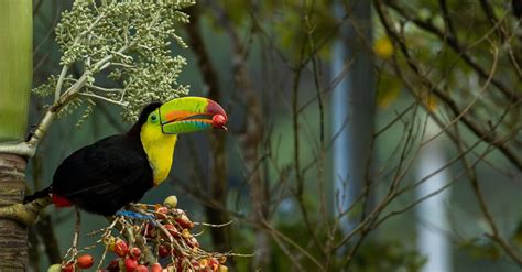 Toucan Eating Fruits · Free Stock Photo