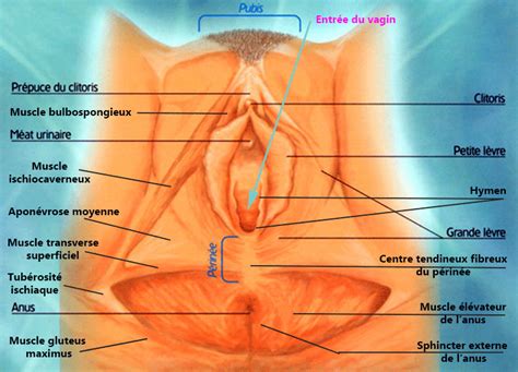 Anatomie F Minine Vulve Et P Rin E En G N Ral Puis Le P Rin E Des