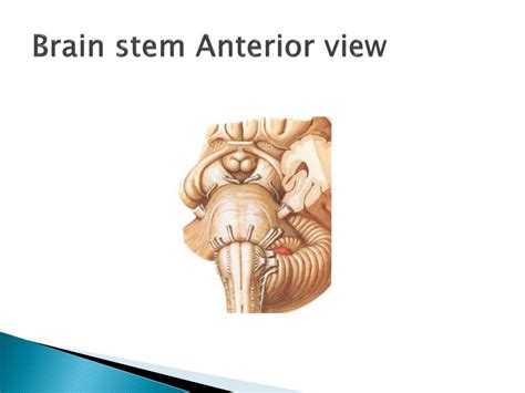 Ppt Brain Stem Powerpoint Presentation Free Download Id6953352