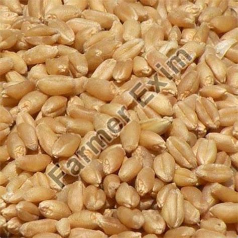 Seeds Seeds Manufacturers And Suppliers