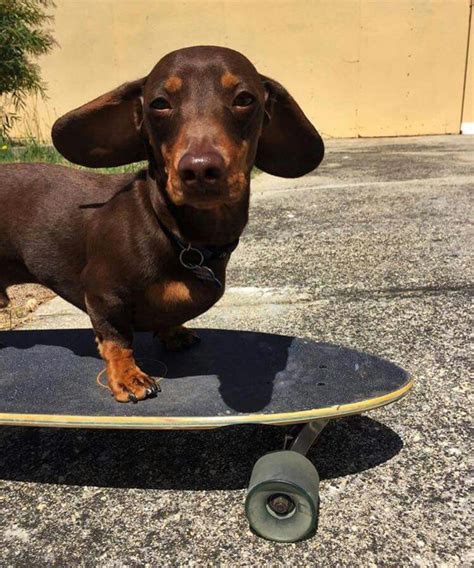 Top 93 Pictures Image Of A Dog On A Red Skateboard Updated