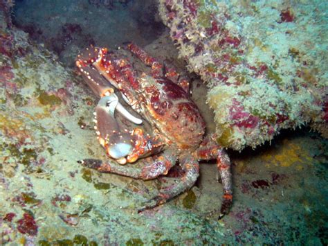 An Army Of Crabs Could Help Save A Dying Reef Extremetech