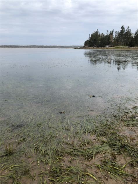 Eelgrass And Blue Carbon Ecology Action Centre