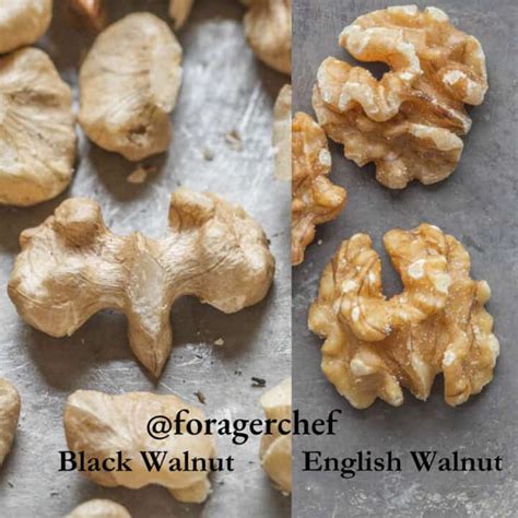 Maple Black Walnut Ice Cream Recipe Forager Chef