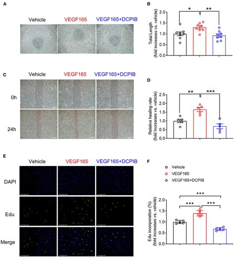 Dcpib Inhibited Vegf165 Induced Angiogenesis In Vitro Ab