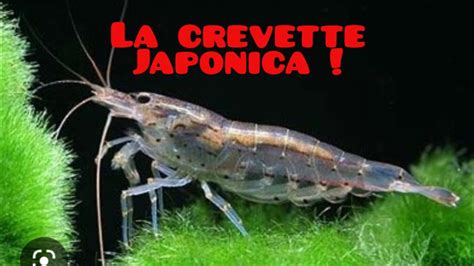 Présentation de la crevette japonica caractéristiques besoins