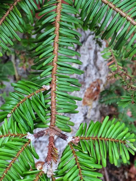 Trees Of Santa Cruz County Abies Grandis Grand Fir