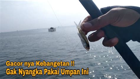 Mancing Bagan Terbaru Mancing Ikan Cendro Di Bagan Bagan