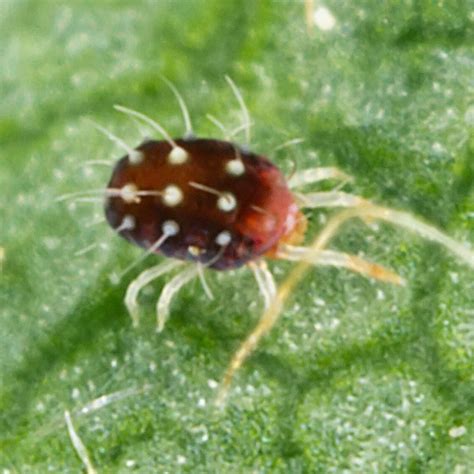 Arañita roja europea BioBee Chile