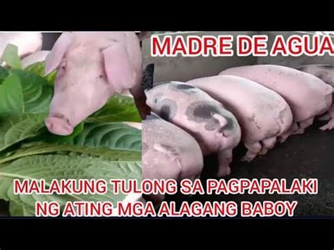 Malaking Tulong Ang Madre De Agua Backyard Farming Buhay Probensya