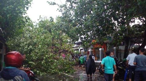 Antisipasi Pohon Tumbang Dlh Kota Yogyakarta Telah Pangkas Pohon