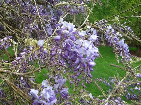 Wisteria floribunda violacea Vine/climber – Blue. 75mm pot. | Brenlissa ...