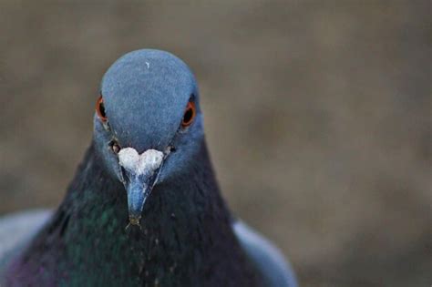 Premium Photo | Close-up of pigeon