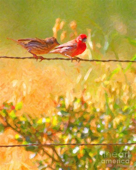 Two Birds On A Wire Photograph by Wingsdomain Art and Photography