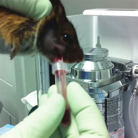 Cotton Rats Transferred Into The Anesthesia Chamber In Their Nesting